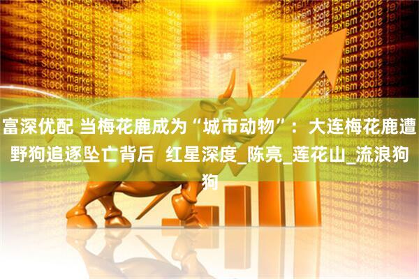 富深优配 当梅花鹿成为“城市动物”:大连梅花鹿遭野狗追逐坠亡背后 红星深度_陈亮_莲花山_流浪狗